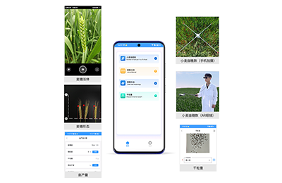 嘉义市小麦亩穗数分析仪IN-XM02