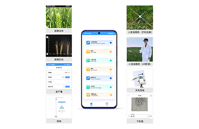 嘉义市小麦表型测量仪IN-XM05